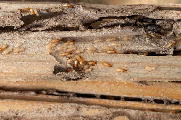 Best Flea Control Services  in Cape Canaveral, FL
