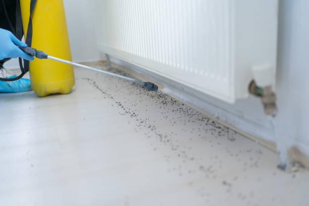 Reliable Cape Canaveral, FL Pest Control Solutions